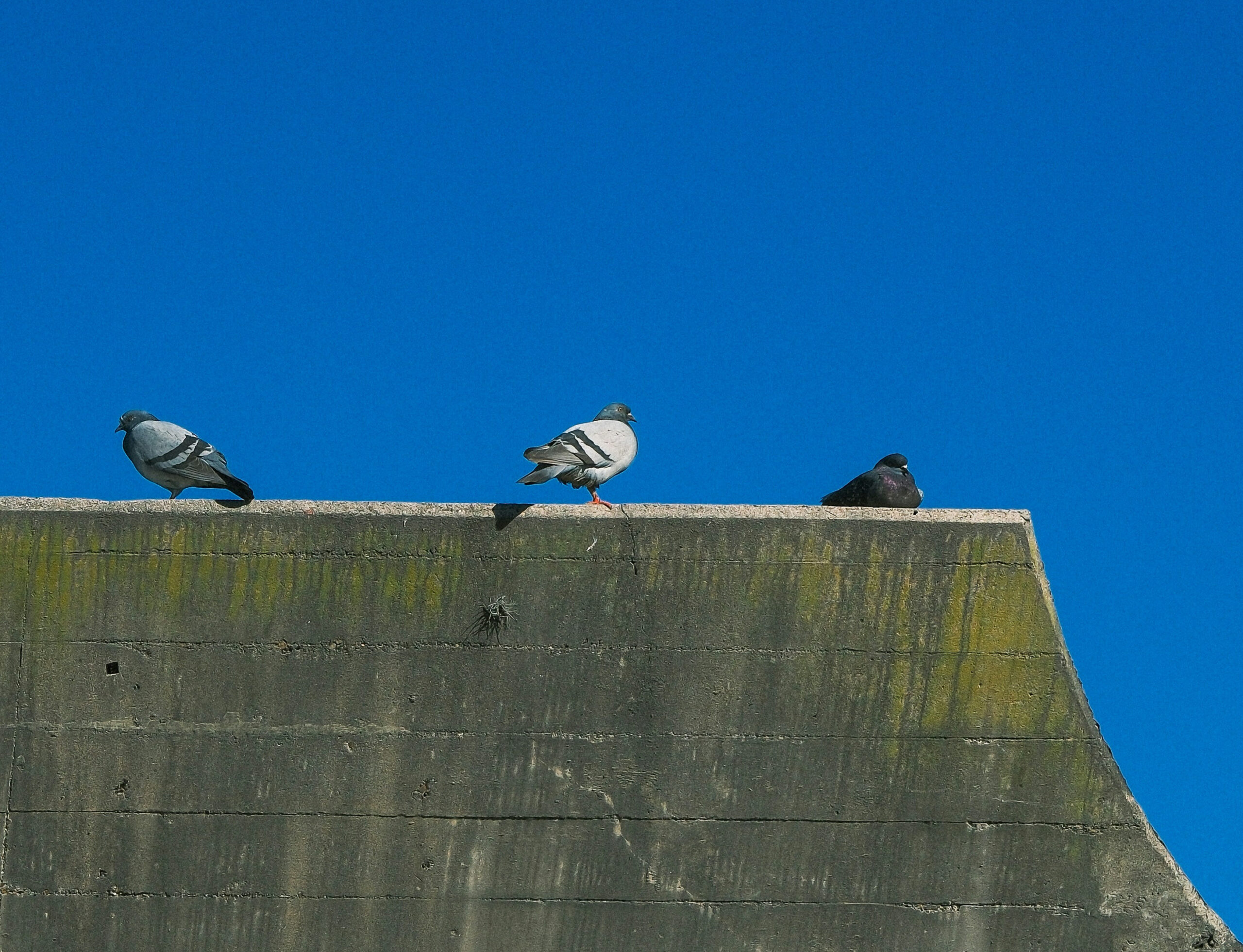 pigeons resting on a commercial rooftop