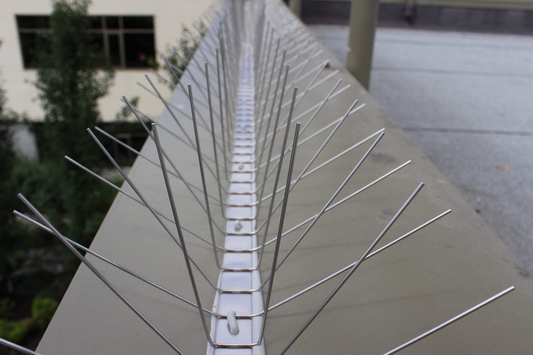 pigeons resting on a commercial rooftop